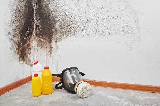 Reliable Nooksack, WA Mold Removal Solutions